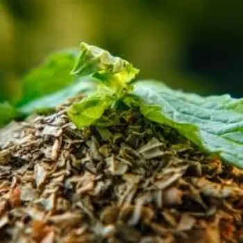 Fresh Dry Mint Leaves